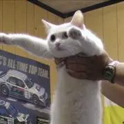 米