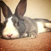 たくとん