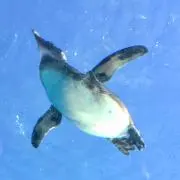 5798_skeの画像