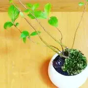 森のくま３の画像