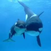 シャチコの画像