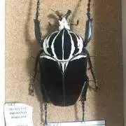 新ムシキング　SGR 　ニジイロクワガタ　マジンフォーム 新ムシキング ニジイロクワガタ SGR マジンフォーム - メルカリ