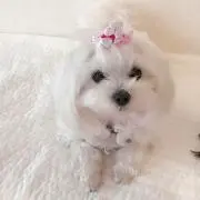 3wanlvの画像
