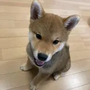 ハル