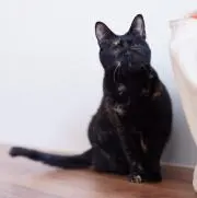 アオの画像