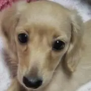 ヤヤちゃん