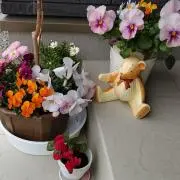 ちゅんの画像