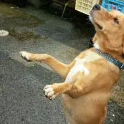 げひりん