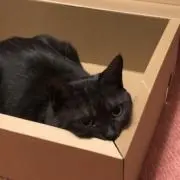 グレの画像
