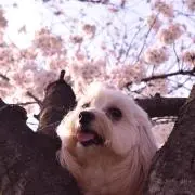 しぇりこの画像