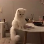 さきの画像