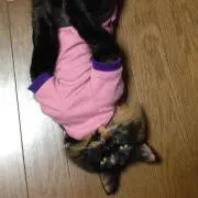 カナの画像