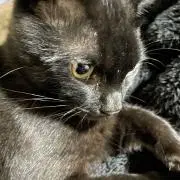 クロミ