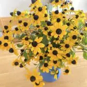 ユメ★の画像