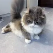 shaの画像