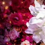 桜(プロフ必読)の画像