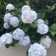 トミーの画像