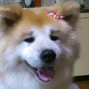 くまの画像