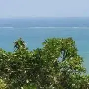 むくさくの画像
