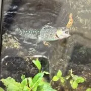 ピナの画像