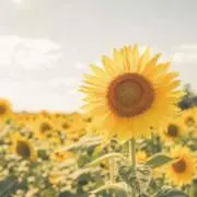 aaの画像