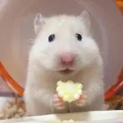 ひめの画像