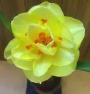 でこ西