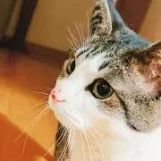 りんごこりんごの画像