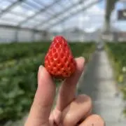 おくら山の画像