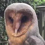 フクロウさん