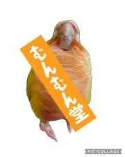 ヘンテコむんむん堂〜鳥ハンドメイドの画像