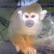 hahanicoの画像