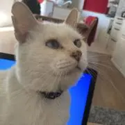 シロ吉の画像