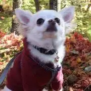 バナエの画像