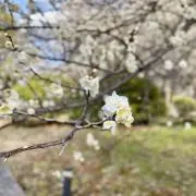 TAMU★プロフ一部必読の画像