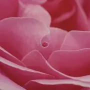 Ao