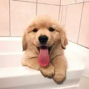 ティポユウの画像