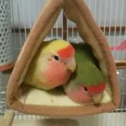 ココの画像