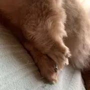 Sinky_Dogの画像