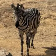 ヒメネスの画像