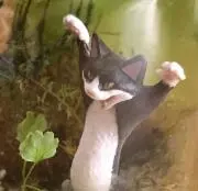 ちろる