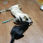 ねこママ