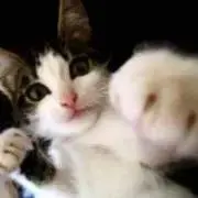 ねこパンチの画像