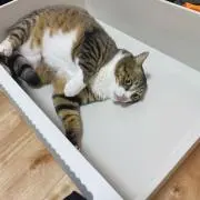 ていの画像