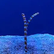なばの画像