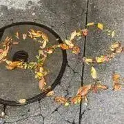 ぱんぷきんの画像