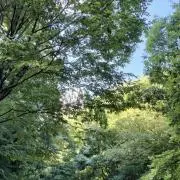 おやゆび