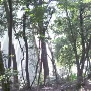 いおりの画像