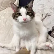 ちゃるお！の画像