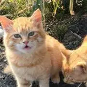 きゅうやん
